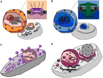 Manifold Routes to a Nucleus